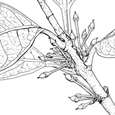 Osmanthus decorus